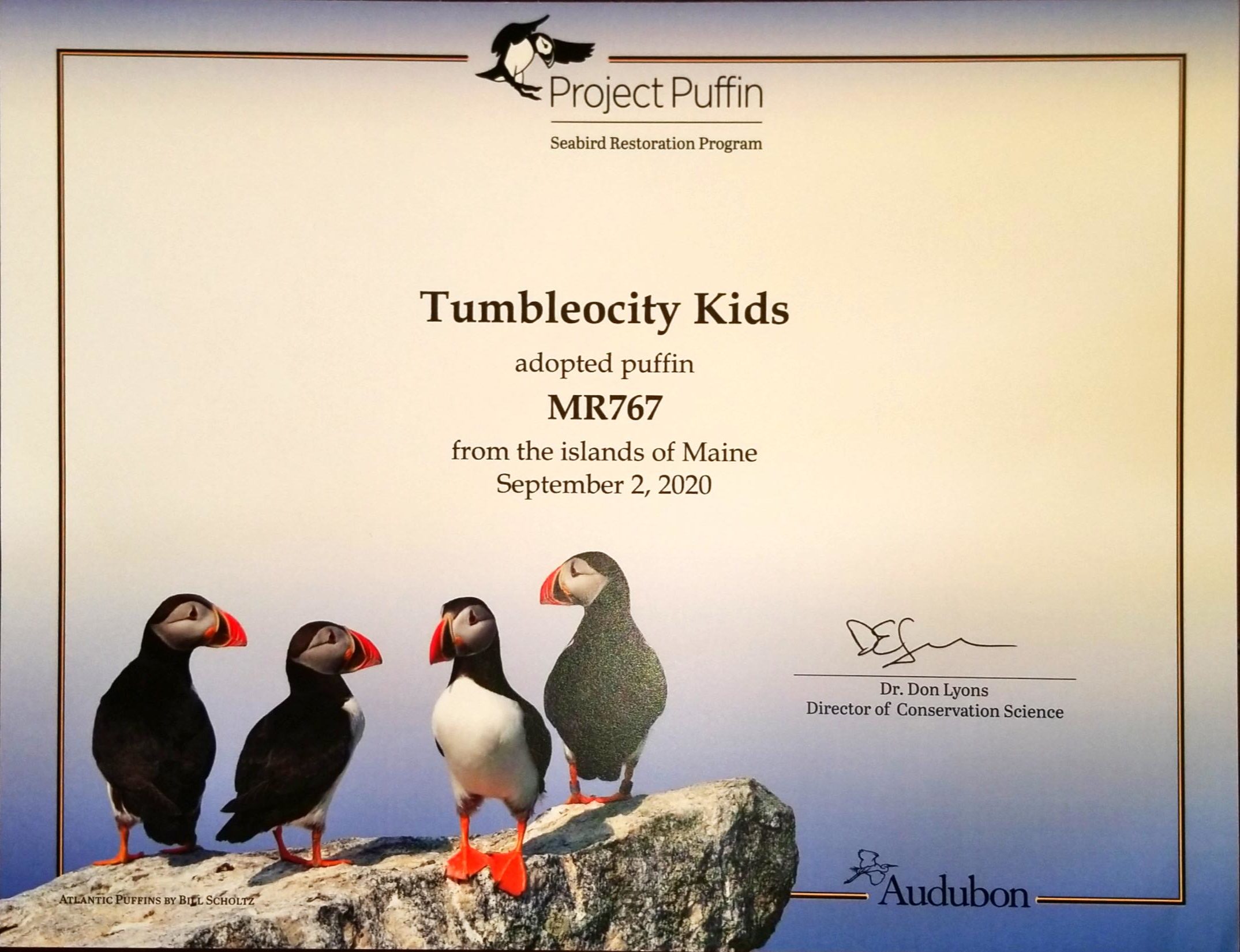 Adopt or Renew your Eastern Egg Rock Puffin