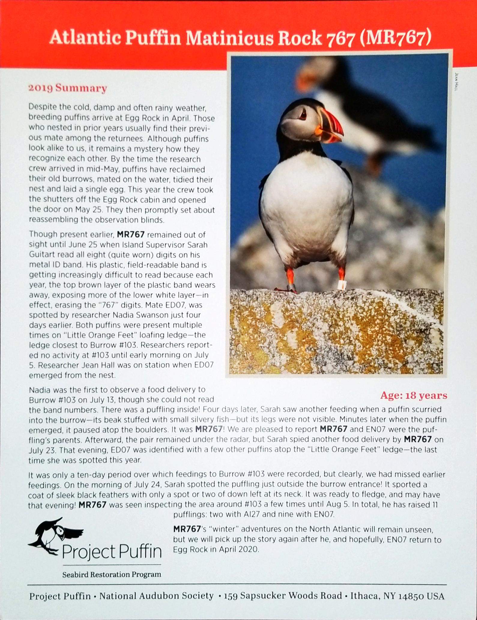 Puffin Facts & Information Guide - Aurora Expeditions™